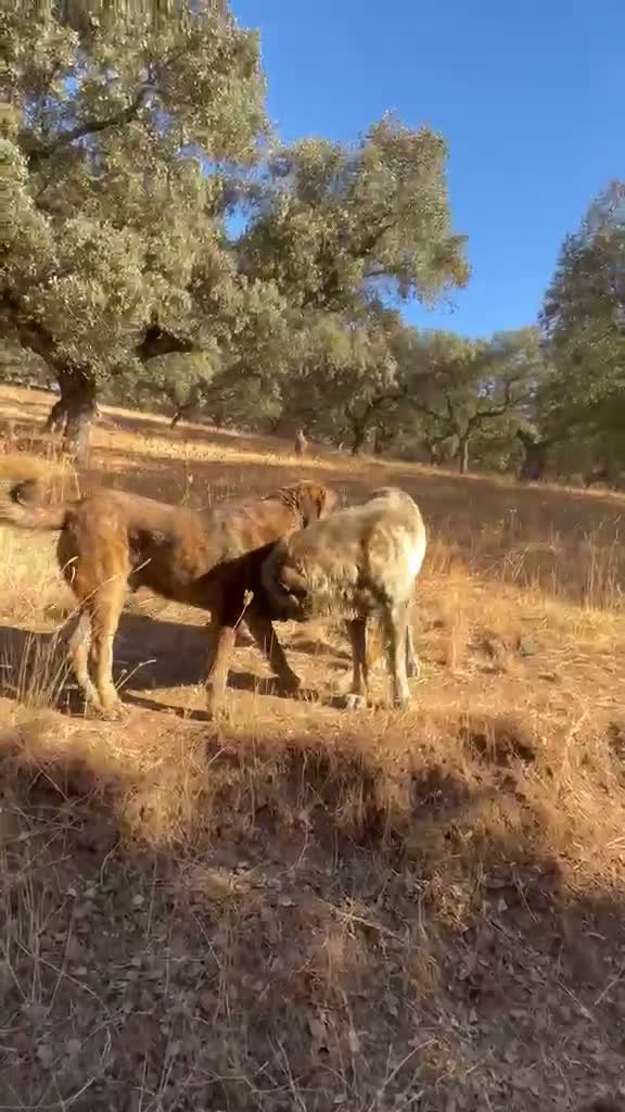 Mastín Español perros en venta: Semental Mastín Español  - Video 2