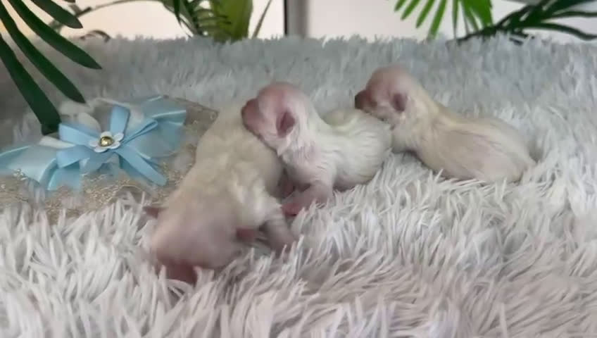 Bichón Maltés perros en venta: BICHON MALTES 100% COREANO - Video 2