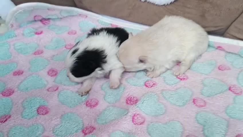 Pomerania perros en venta: POMERANIAS LINDAS HEMBRITAS - Video 1