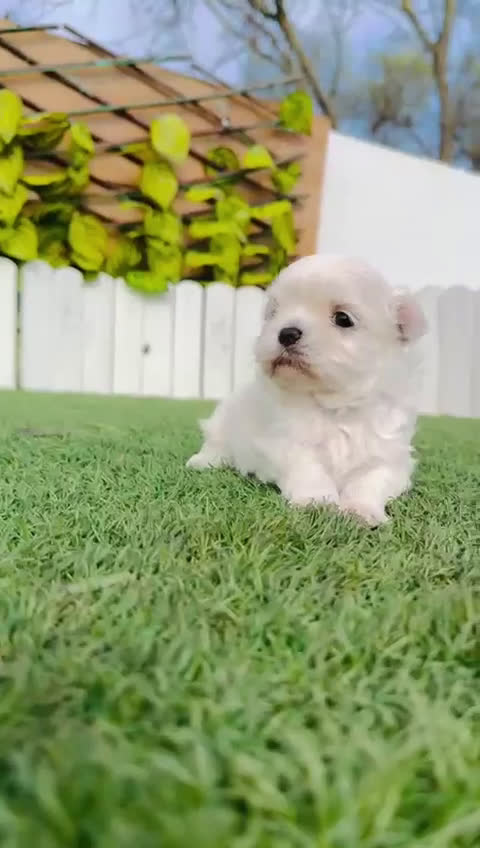 Bichón Maltés perros en venta: BICHON MALTES 100% TIPO COREANO - Video 3