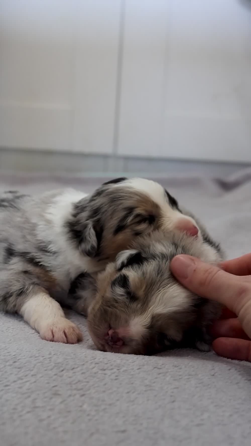Pastor Australiano perros en venta: Aussie con garantias, pedigree, de cria familiar - Video 1