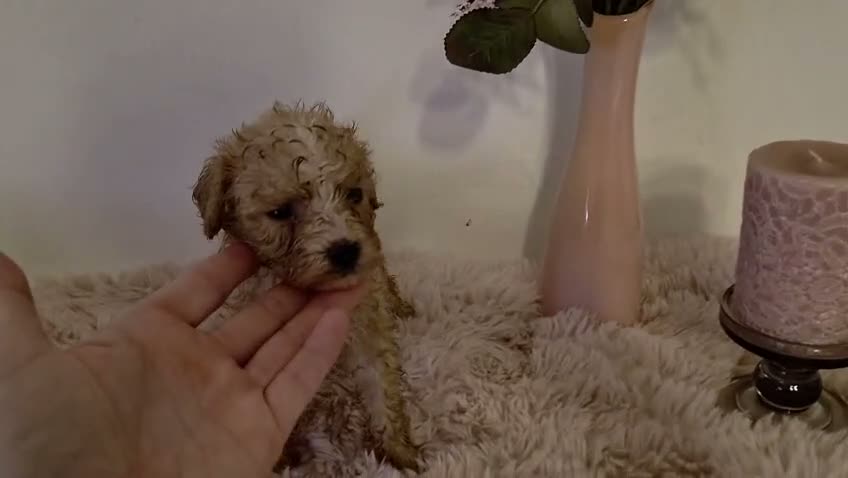 Maltipoo perros en venta: Maltipoo hembra  - Video 1