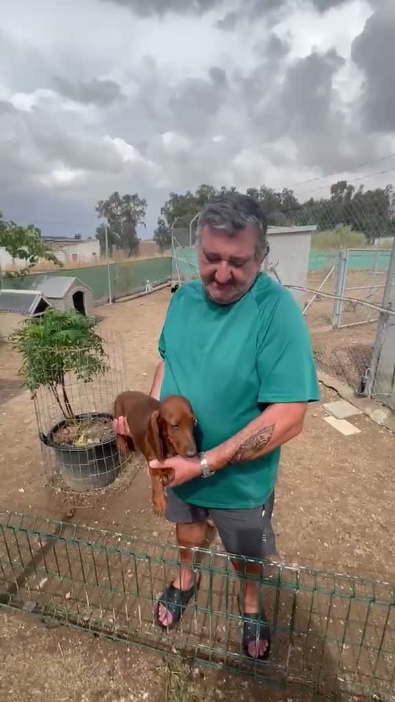 Teckel Miniatura perros en venta: TECKEL MINIATURA CACHORRO - Video 2