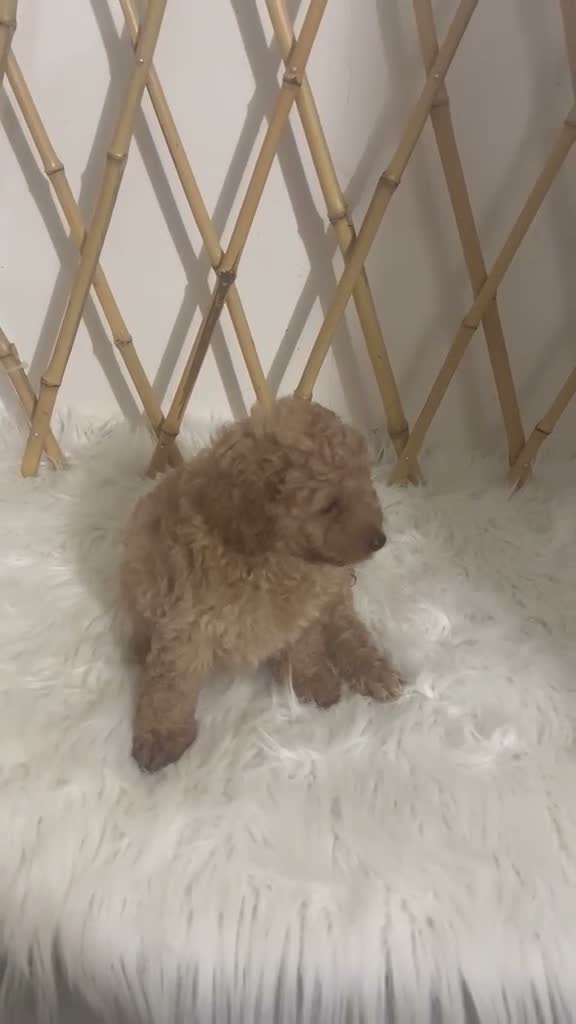 Maltipoo perros en venta: MALITPOO TOY APRICOT - Video 1
