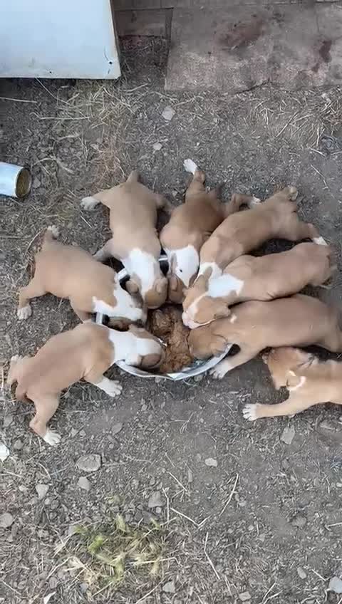 American Staffordshire-Terrier perros en venta: America Staffordshire terrier  - Video 2