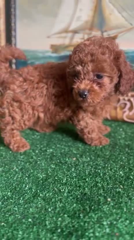 Caniche Toy perros en venta: Preciosa hembra de caniche toy  - Video 1