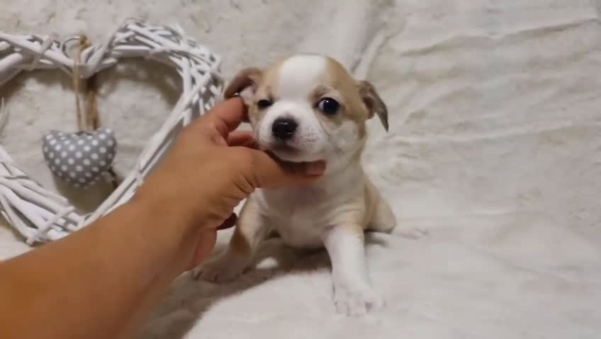 Chihuahua perros en venta: Perro Chihuahua  - Video 1