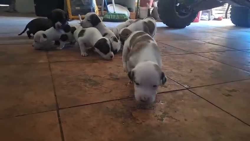 American Staffordshire-Terrier perros en venta: American Staffordshire - Video 1