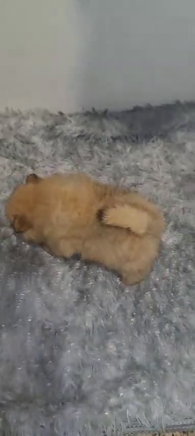 Pomerania perros en venta: Pomerania lulu Toy muy peluditos y chatitos  - Video 1
