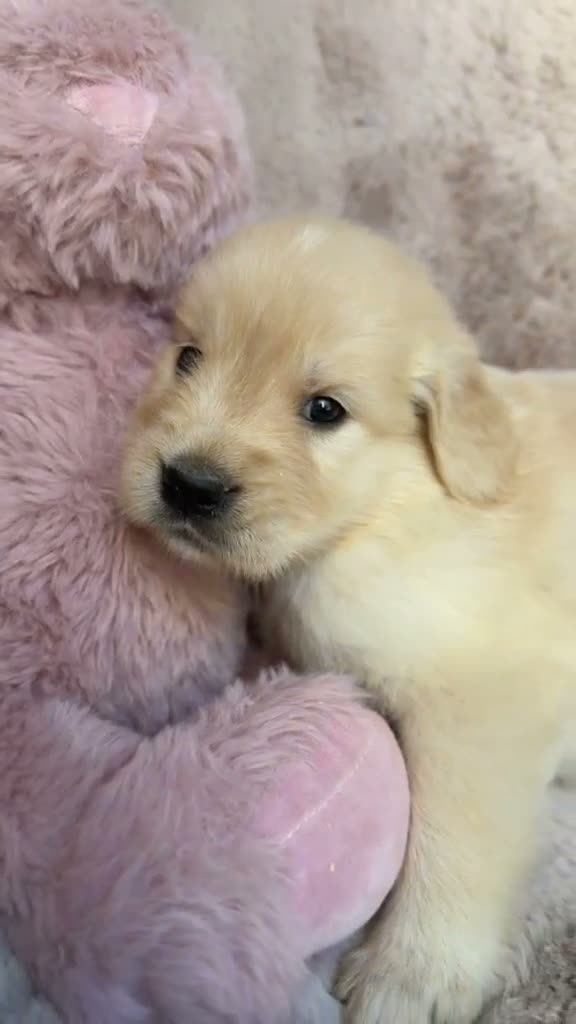 Golden Retriever perros en venta: Preciosa Golden retriever  - Video 1
