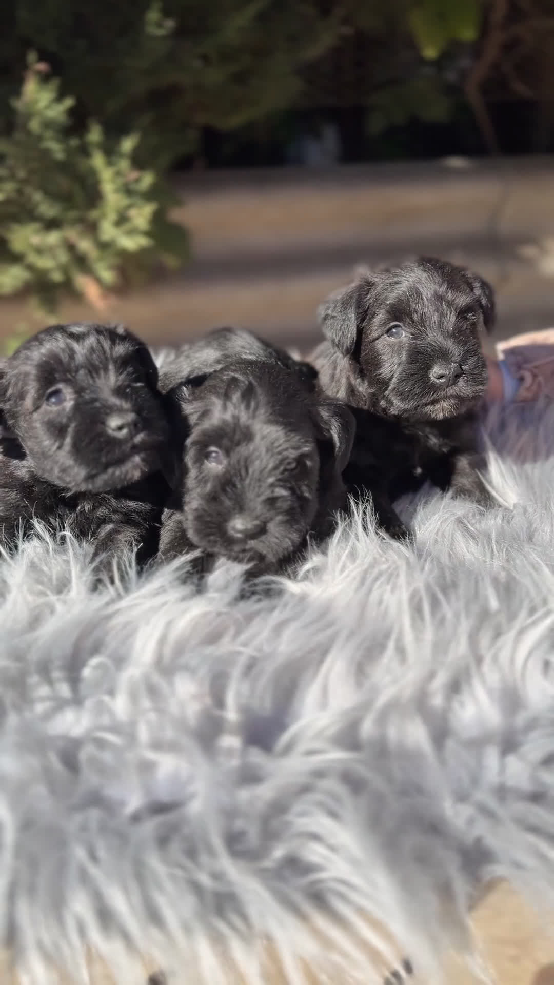 Schnauzer Miniatura perros en venta: Schnauzer negro mini  - Video 2