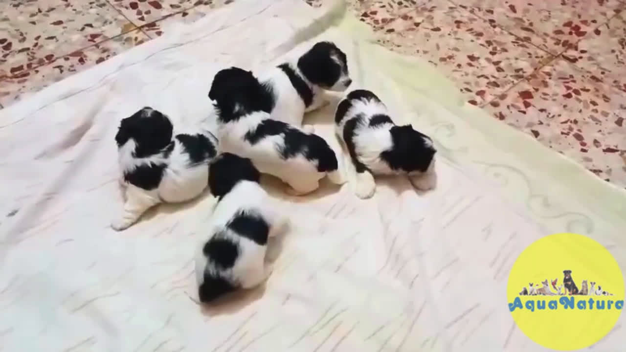 Biewer Yorkshire Terrier a la Pom Pon perros en venta: Camada Yorkshire Biewer - AQUANATURA en Barcelona - Video 1