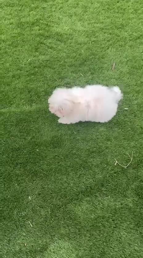 Bichón Maltés perros en venta: Cachorra de bichon maltes - Video 1