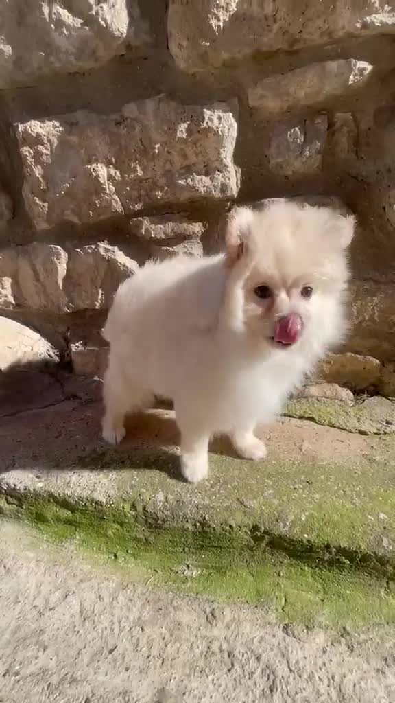 Pomerania perros en venta: Pomerania  - Video 3