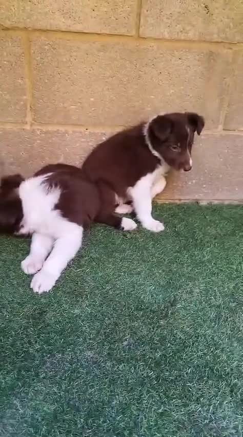 Border Collie perros en venta: Border collies Machos Chocolate - Video 2