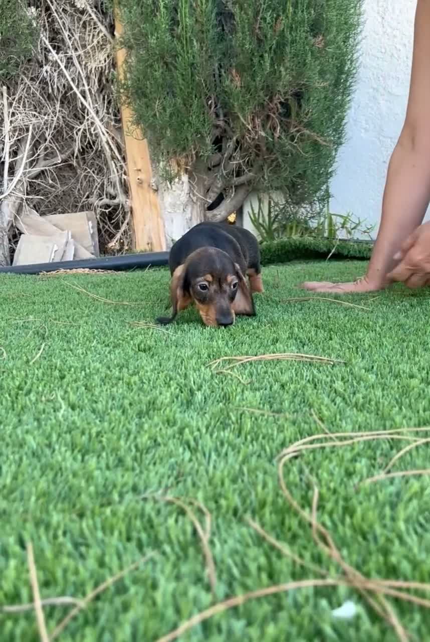 Teckel perros en venta: TECKEL MACHO NEGRO FUEGO - Video 1