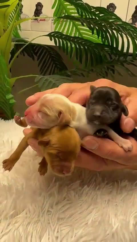 Cocker Spaniel Inglés perros en venta: COCKER SPANIEL INGLES - Video 1