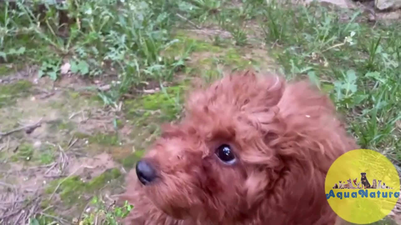 Caniche Enano perros en venta: Caniche Macho de Bella y Can 2020 AQUANATURA - Video 1