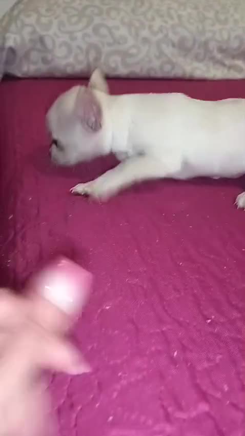 Chihuahua perros en venta: Macho chihuahua toys disponible  - Video 1