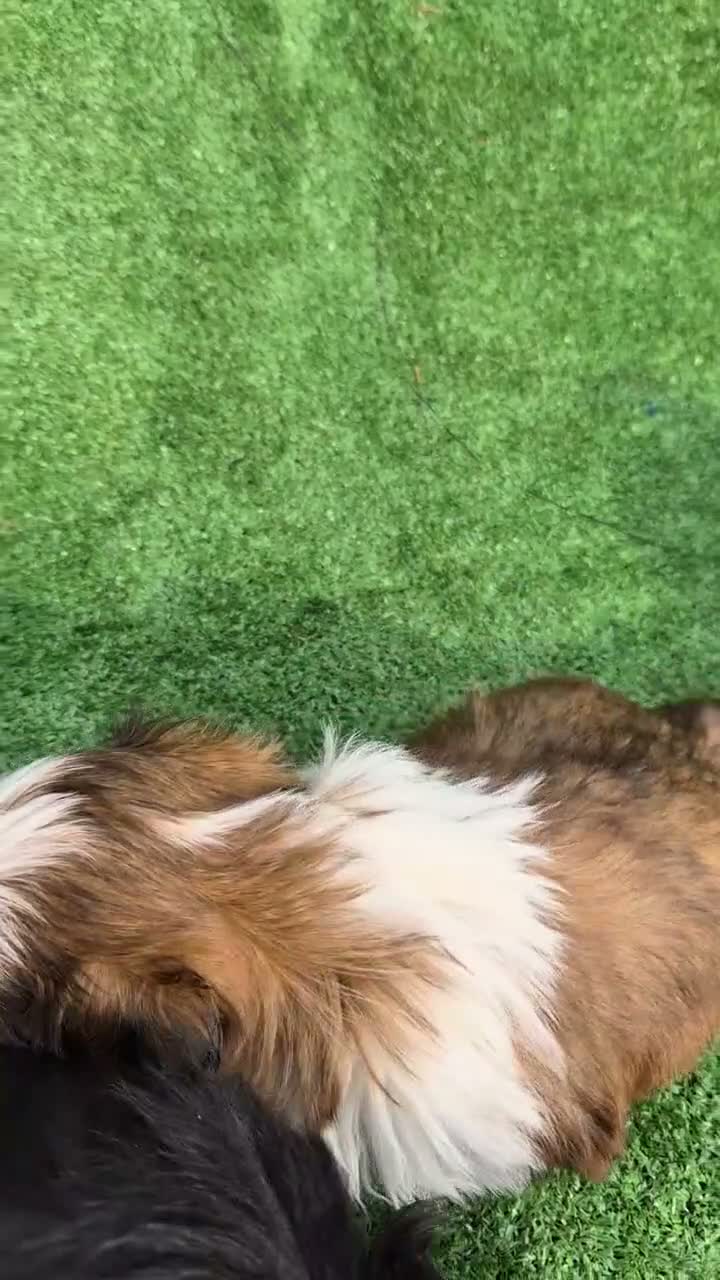 Shih Tzu perros en venta: Machitos shih tzus - Video 2