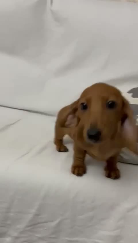Teckel Miniatura perros en venta: Cachorro teckel kaninchen  - Video 1