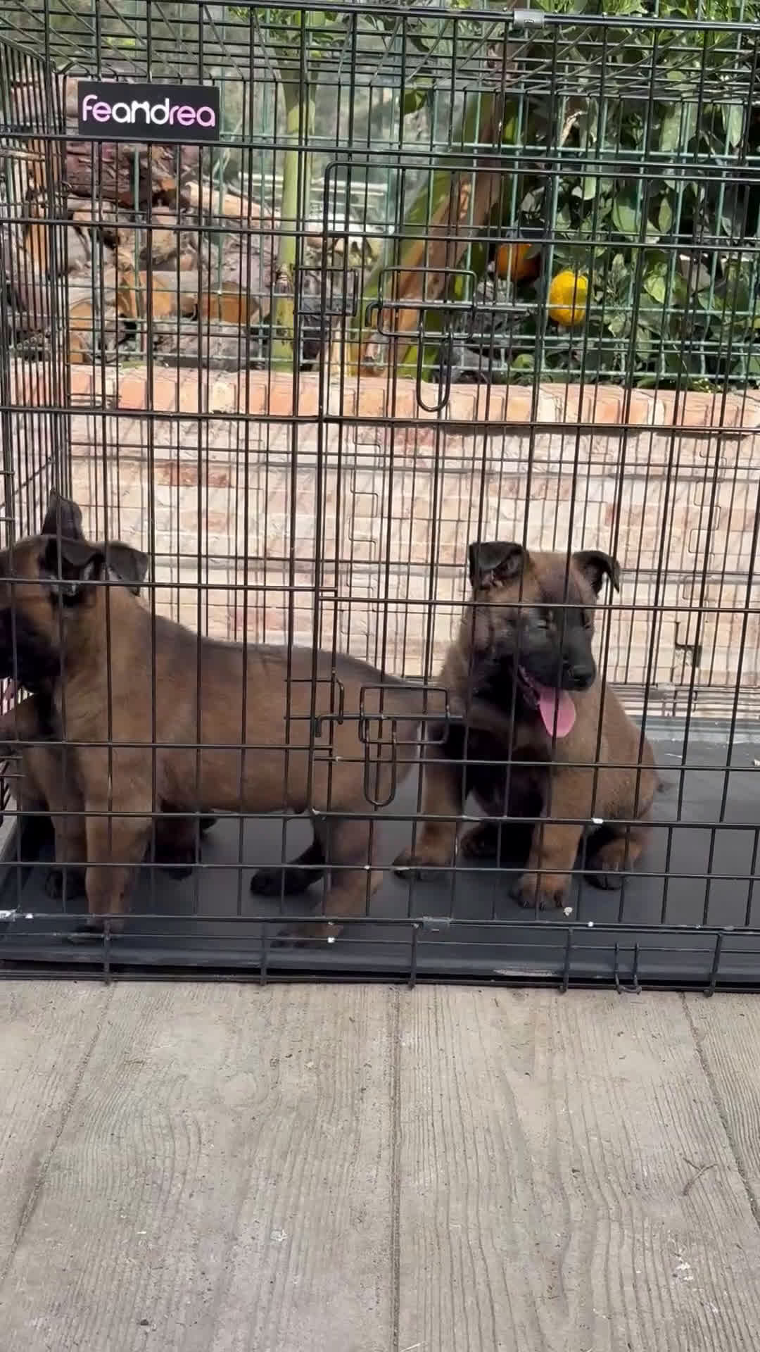 Pastor Belga Malinois perros en venta: Cachorros Malinois  - Video 1