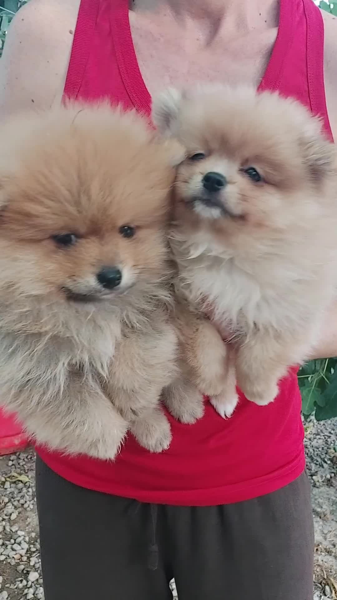 Pomerania perros en venta: POMERANIA - Video 1