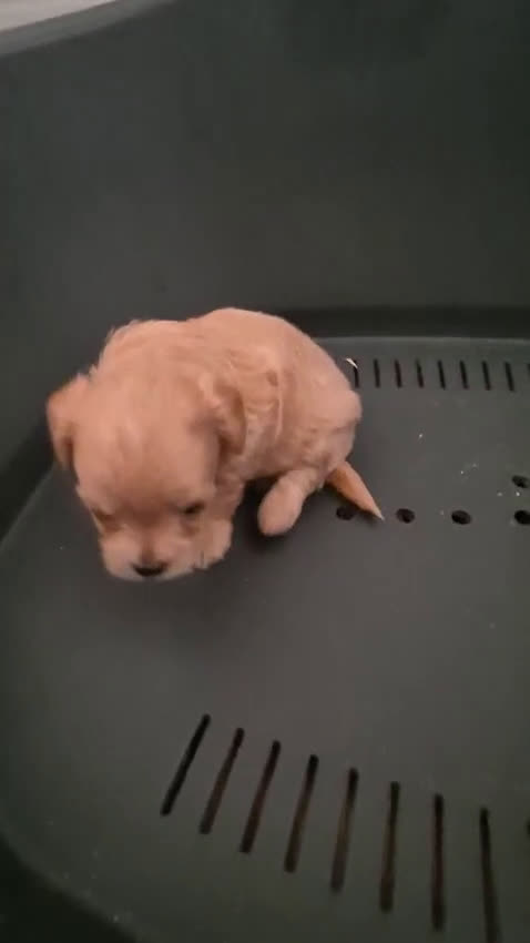 Maltipoo perros en venta: Maltipoo toy - Video 2