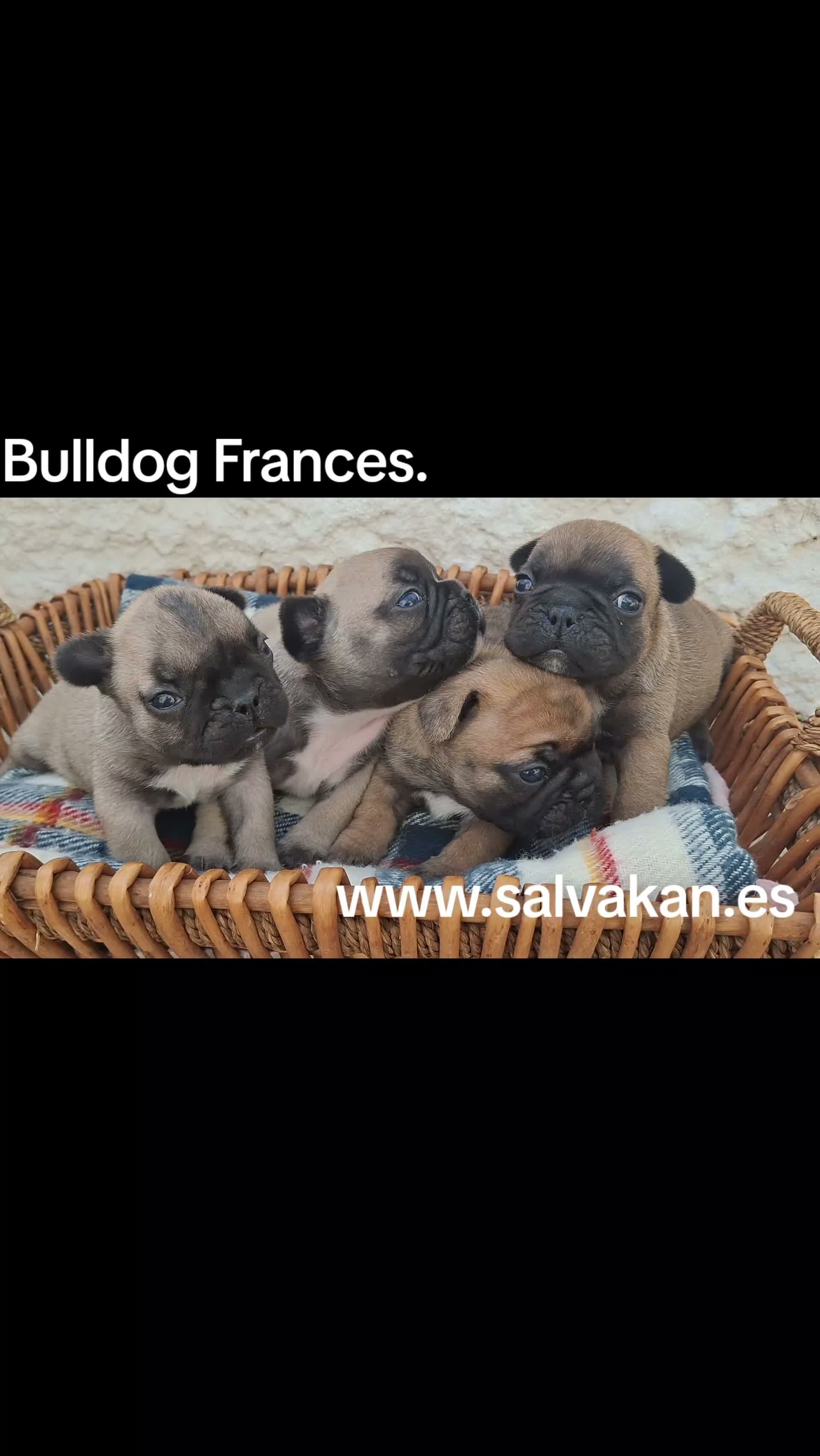 Bulldog Francés perros en venta: Cachorros Bulldog Frances - Video 1
