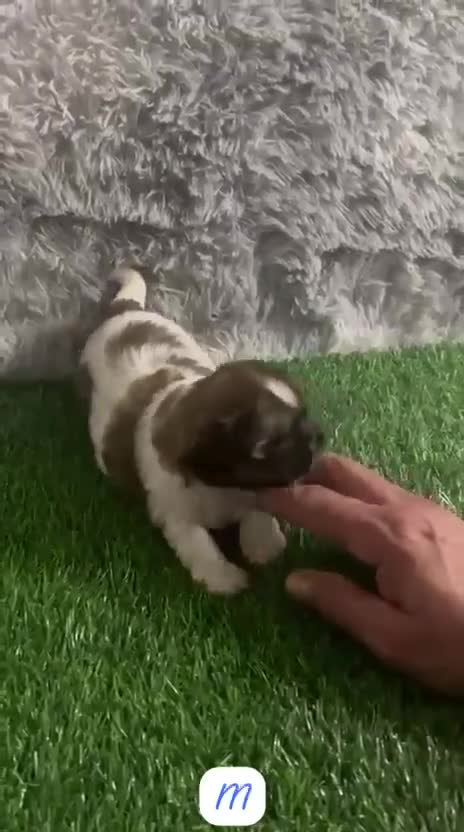 Shih Tzu perros en venta: SHIH TZU MINIATURA - Video 2