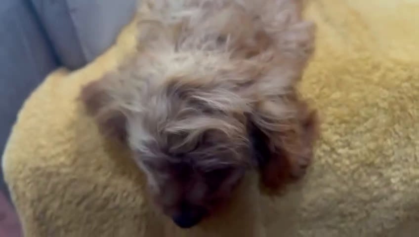 Cavapoo perros en venta: Camada perritos raza Cavapo en Granada - Video 4