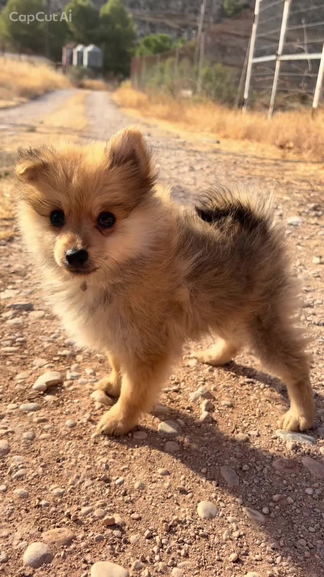 Pomerania perros en venta: Pomerania  - Video 1