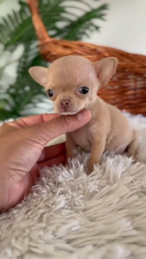 Chihuahua perros en venta: CHIHUAHUA HEMBRA - Video 2