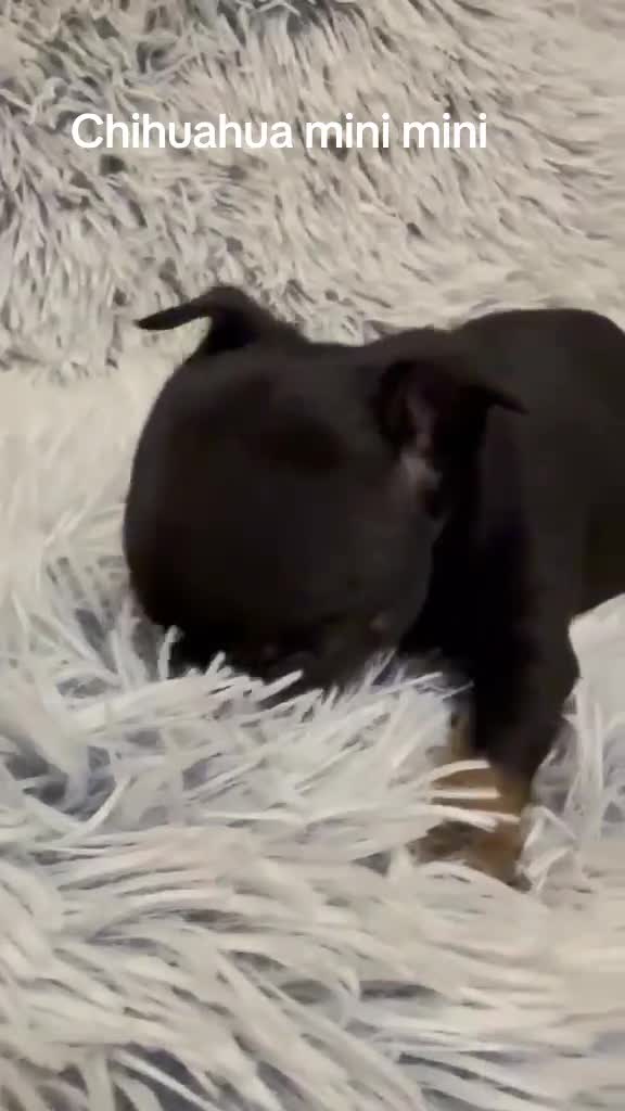 Chihuahua perros en venta: Precioso Chihuahua miniatura - Video 1