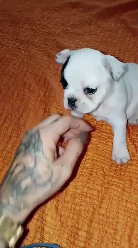 Bulldog Francés perros en venta: Bulldog francés  - Video 1