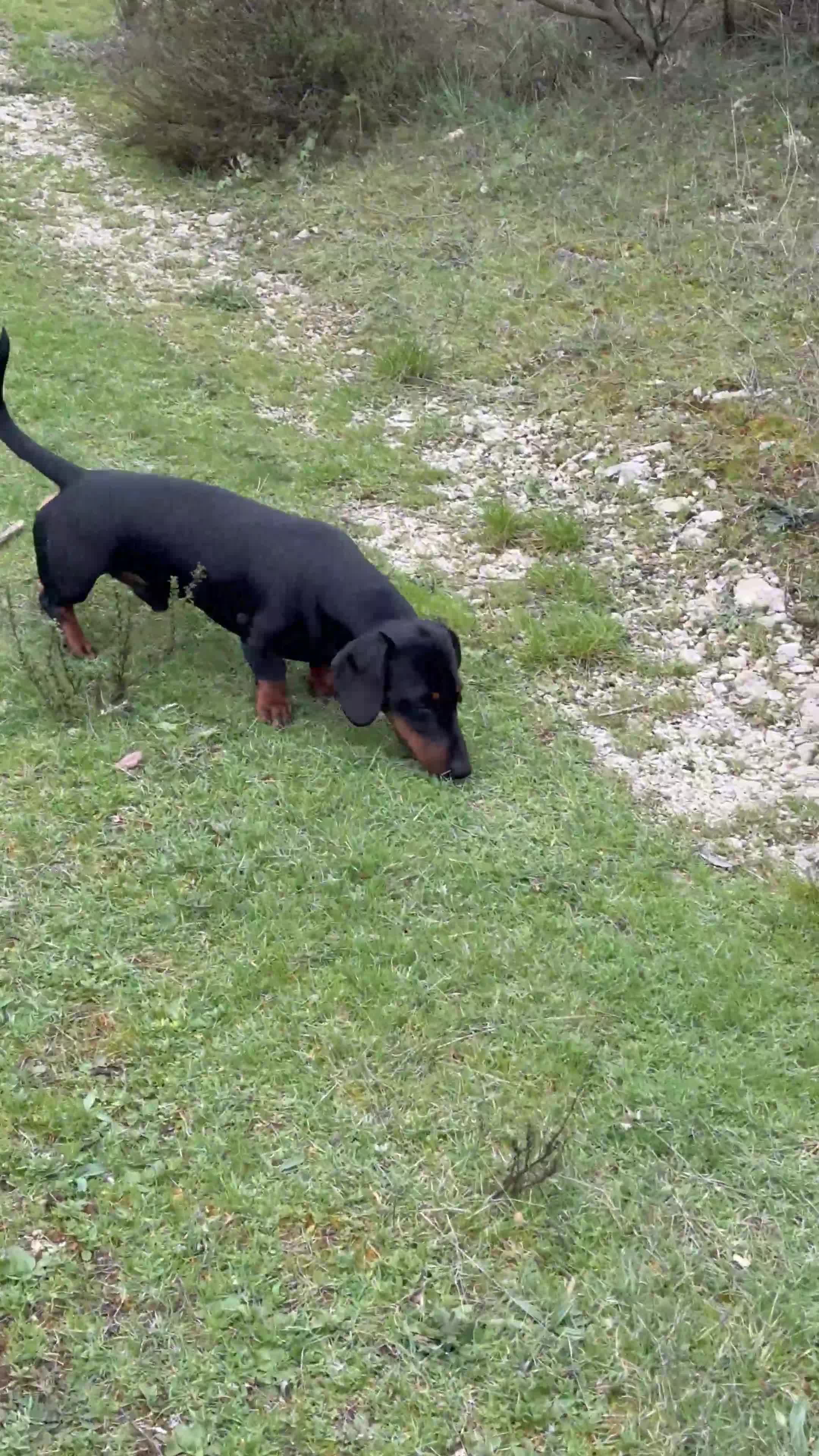 Teckel perros para monta: Teckel para montas en Granada - Video 1