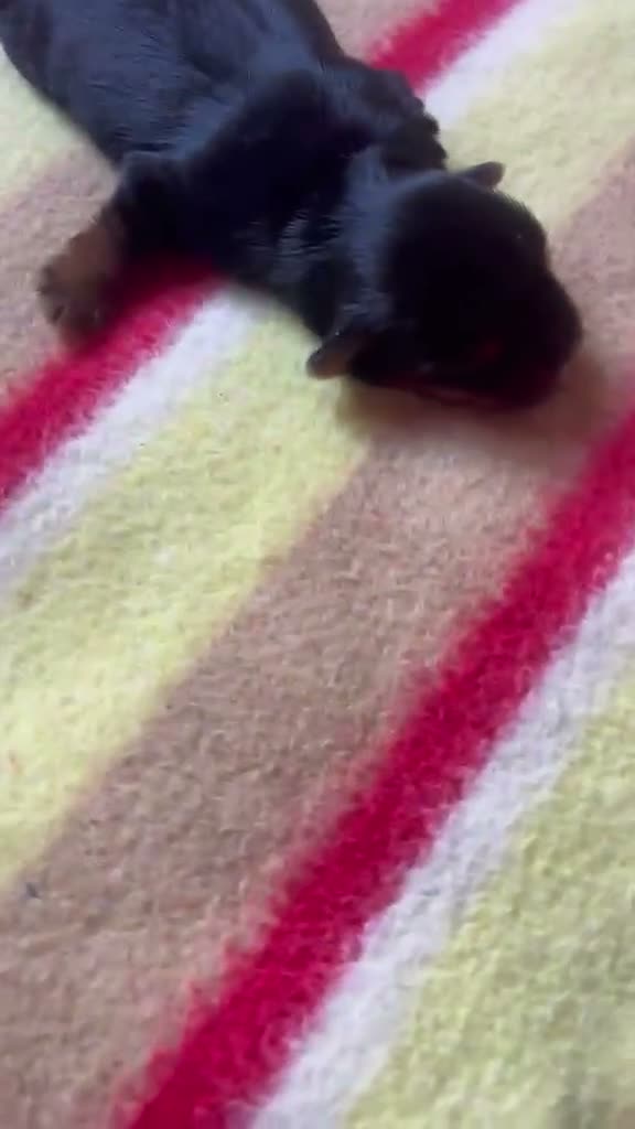 Yorkshire Terrier perros en venta: Yorkshire terrier - Video 1