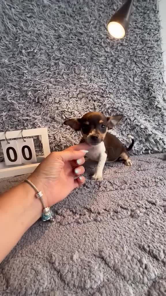 Chihuahua perros en venta: Chihuahua macho tricolor  - Video 2