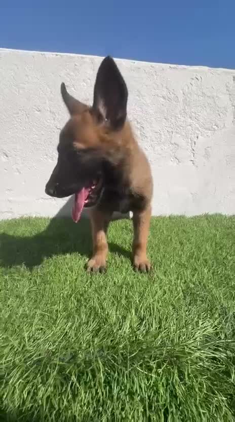 Pastor Belga Malinois perros en venta: Pastor Belga Malinois - Video 1
