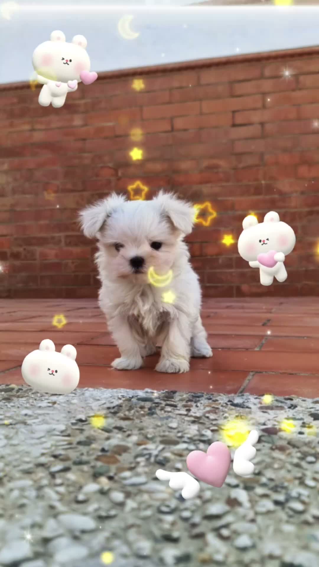 Bichón Maltés perros en venta: Bichón maltés línea americana toy - Video 1