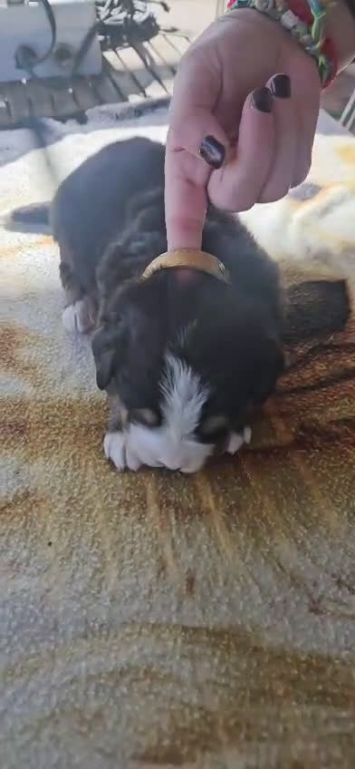 Boyero de Berna perros en venta: Boyero de Berna última hembra disponible  - Video 1