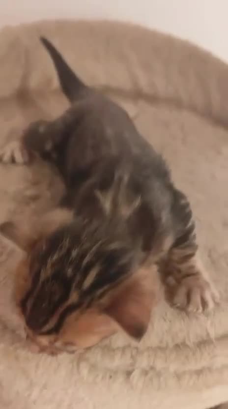 Bengalí gatos en venta: GATITOS BENGALI - Video 3