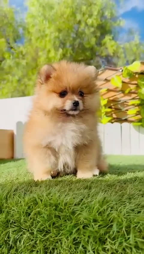Pomerania perros en venta: POMERANIA MACHO - Video 1