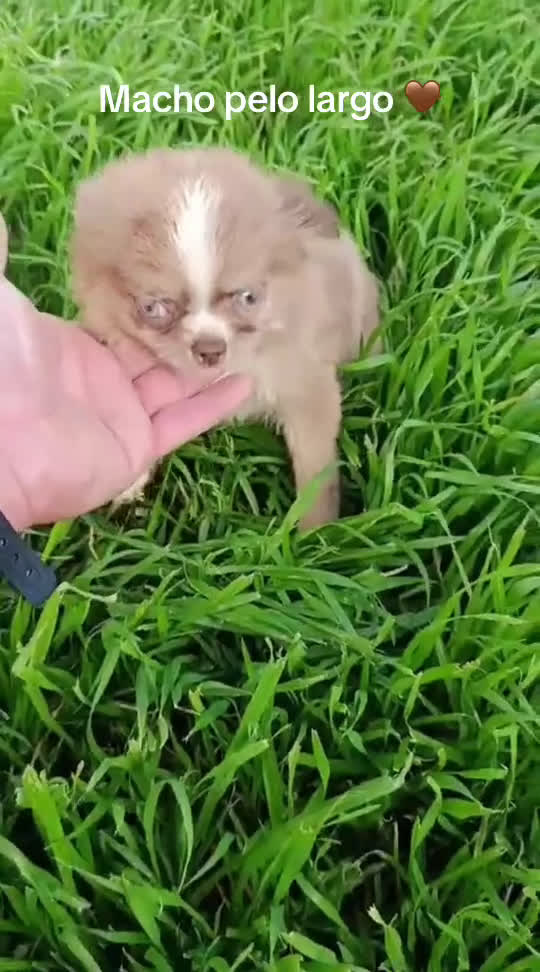 Chihuahua perros en venta: Chihuhuas machos - Video 3