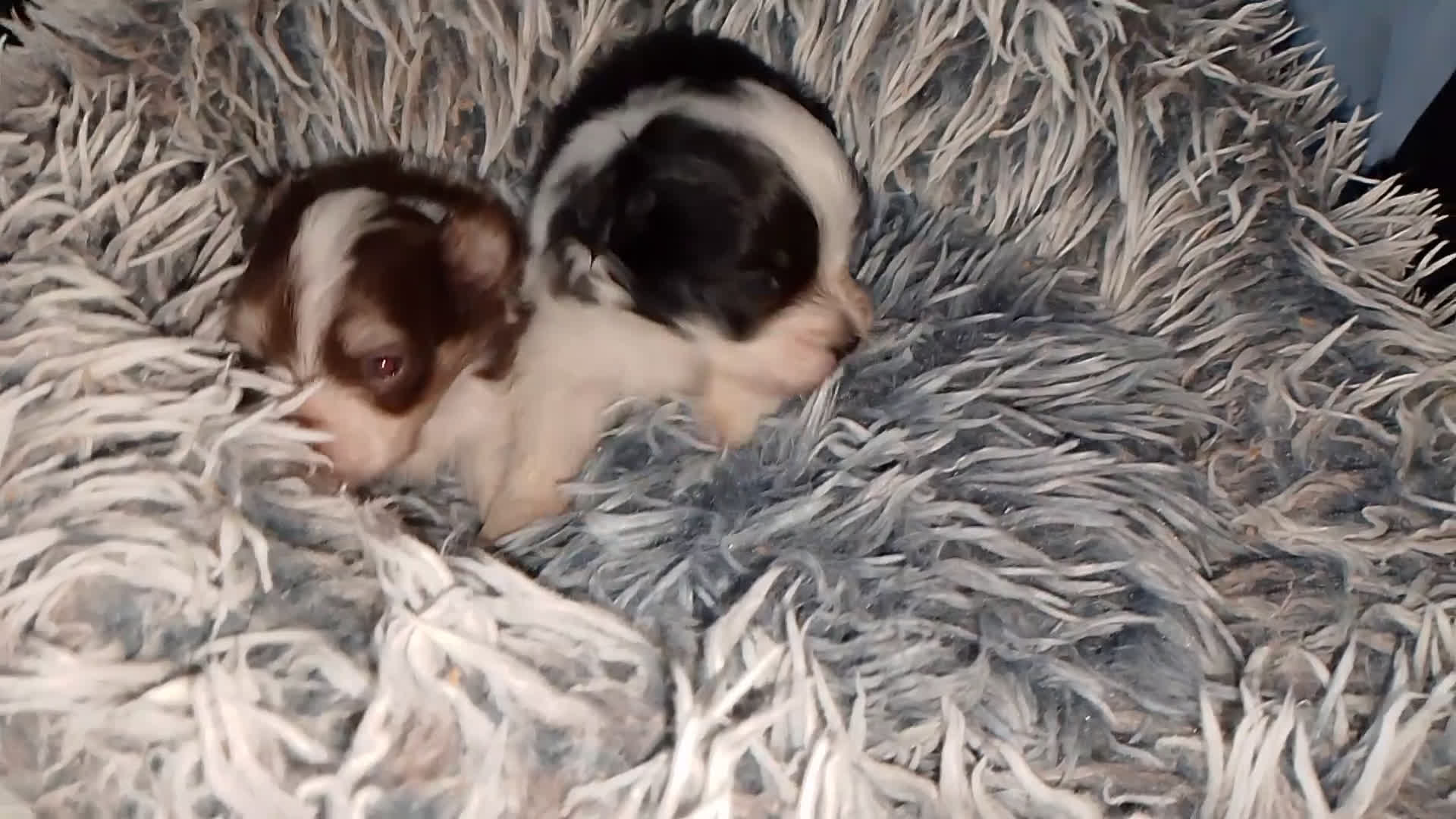 Bichón Maltés perros en venta: Maltipom machos  - Video 1