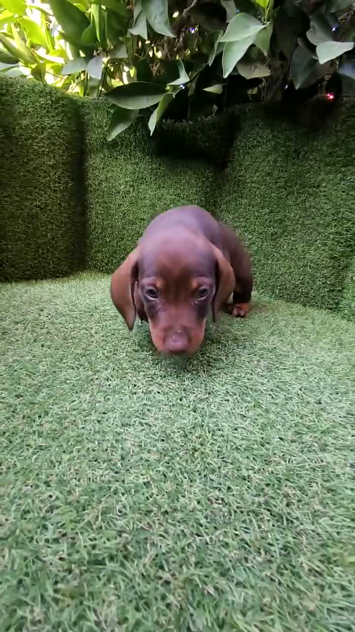 Teckel Miniatura perros en venta: camada teckel miniatura chocolates 3 machos  - Video 3