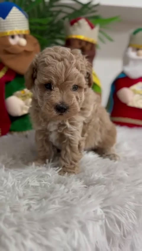 Caniche Toy perros en venta: CANICHE TOY - Video 2