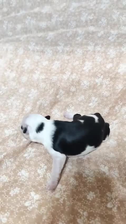Perro Crestado Chino perros en venta: Crestados chinos - Video 3