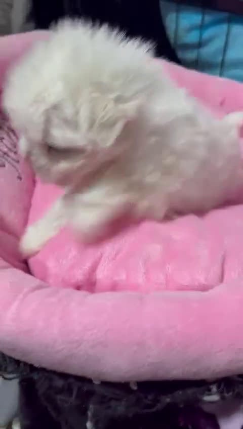 Bichón Maltés perros en venta:  🌟 BICHÓN MALTÉS LÍNEA COREANA · EXCELENCIA  - Video 1