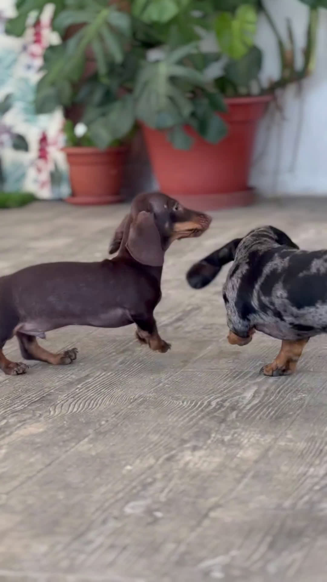 Teckel Miniatura perros en venta:  ⸻  🐾 Gregorio y Bomgo – Teckel miniatura 🐾 - Video 1